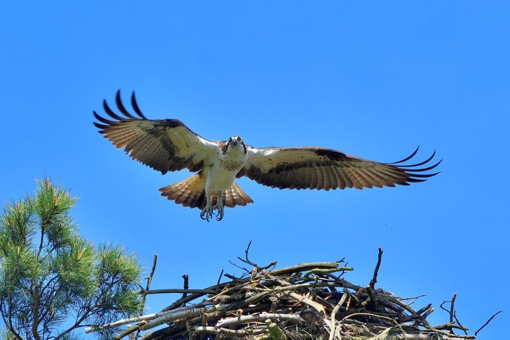 Rybołowy w Lubuskiem. Fot. Michał Bilewicz/FB