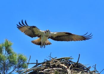 Rybołowy w Lubuskiem. Fot. Michał Bilewicz/FB