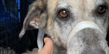 Sytuacja psów w Turcji 16 fot. za Z piekła do domu - Ratujemy psy i koty z Turcji