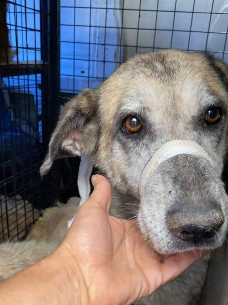 fot. za Z piekła do domu - Ratujemy psy i koty z Turcji