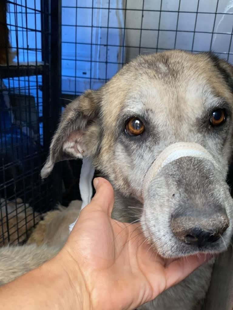 Sytuacja psów w Turcji