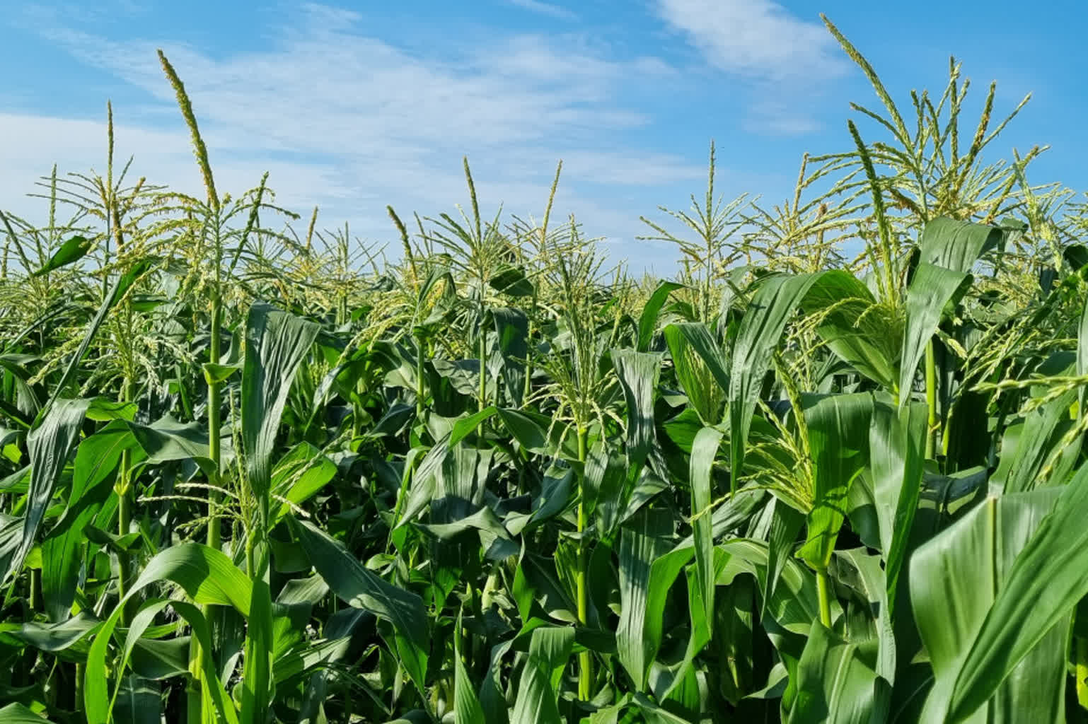 Rocznicowe obchody i Święto Kukurydzy w HZZ Osowa Sień