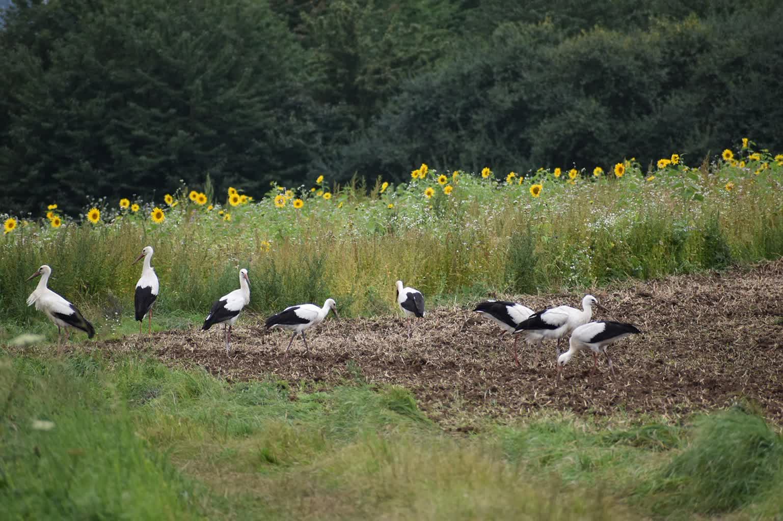 Przed bocianami długi lot