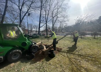 Posadzą drzewa i krzewy Radio Zachód - Lubuskie