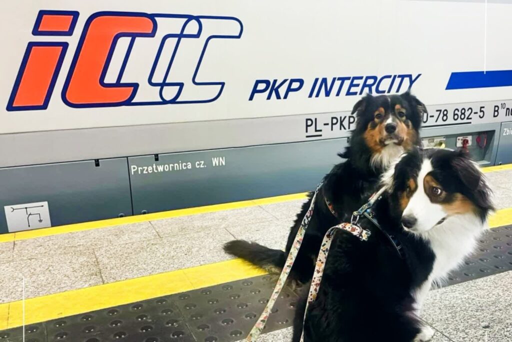 PKP Intercity: pociągami podróżuje coraz więcej psów i kotów 3 Fot. PKP Intercity. Pociąg do podróży/FB