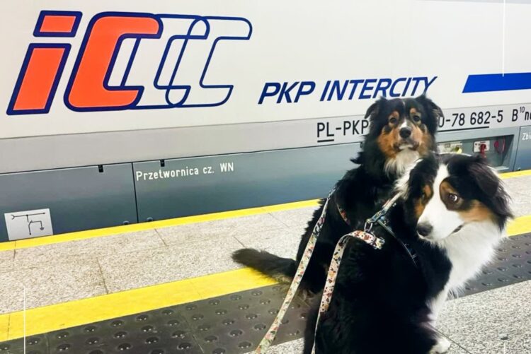 PKP Intercity: pociągami podróżuje coraz więcej psów i kotów 9 Fot. PKP Intercity. Pociąg do podróży/FB