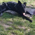 Fera z piłką fot. Ewa Witczak