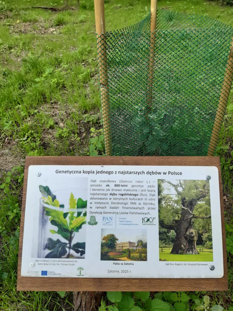 W Zatoniu posadzono genetyczną kopię 800-letniego dębu Rus Radio Zachód - Lubuskie