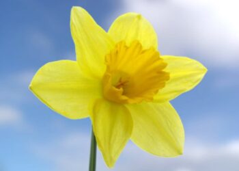 Lubrza pomaga w sadzeniu żółtych żonkili 17 fot. Zespół Szkół Ogólnokształcących nr 5 w Sosnowcu