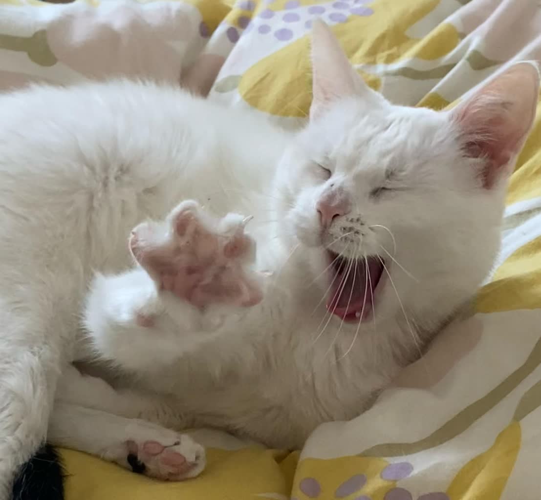 Pomaga kotom w niewielkim Józefowie