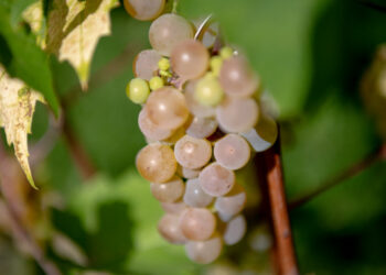 Czas na zbiory, m.in. na winnicach 15 Czas na zbiory, m.in. na winnicach Radio Zachód - Lubuskie