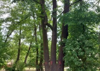 Drzewa grożące zawaleniem w Gorzowie. Co robić? Radio Zachód - Lubuskie