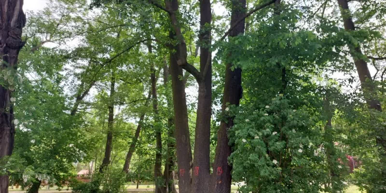 Drzewa grożące zawaleniem w Gorzowie. Co robić? Radio Zachód - Lubuskie
