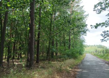 A.Kapała zapowiada kontynuację zadań RDLP w Zielonej Górze Radio Zachód - Lubuskie