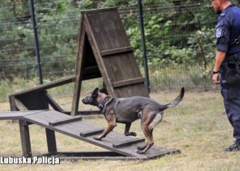 W Gorzowie odbyły się eliminacje Kynologicznych Mistrzostw Polski Policji [FILM, ZDJĘCIA] Radio Zachód - Lubuskie