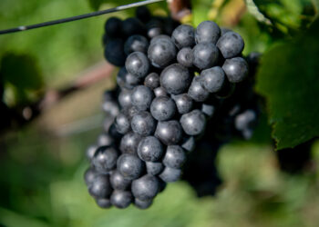 W przyszłym roku jeszcze większe miasteczko winiarskie Radio Zachód - Lubuskie