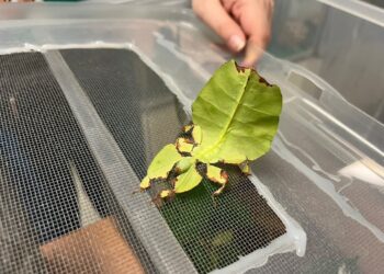 W Centrum Przyrodniczym trwa InsectDay Radio Zachód - Lubuskie