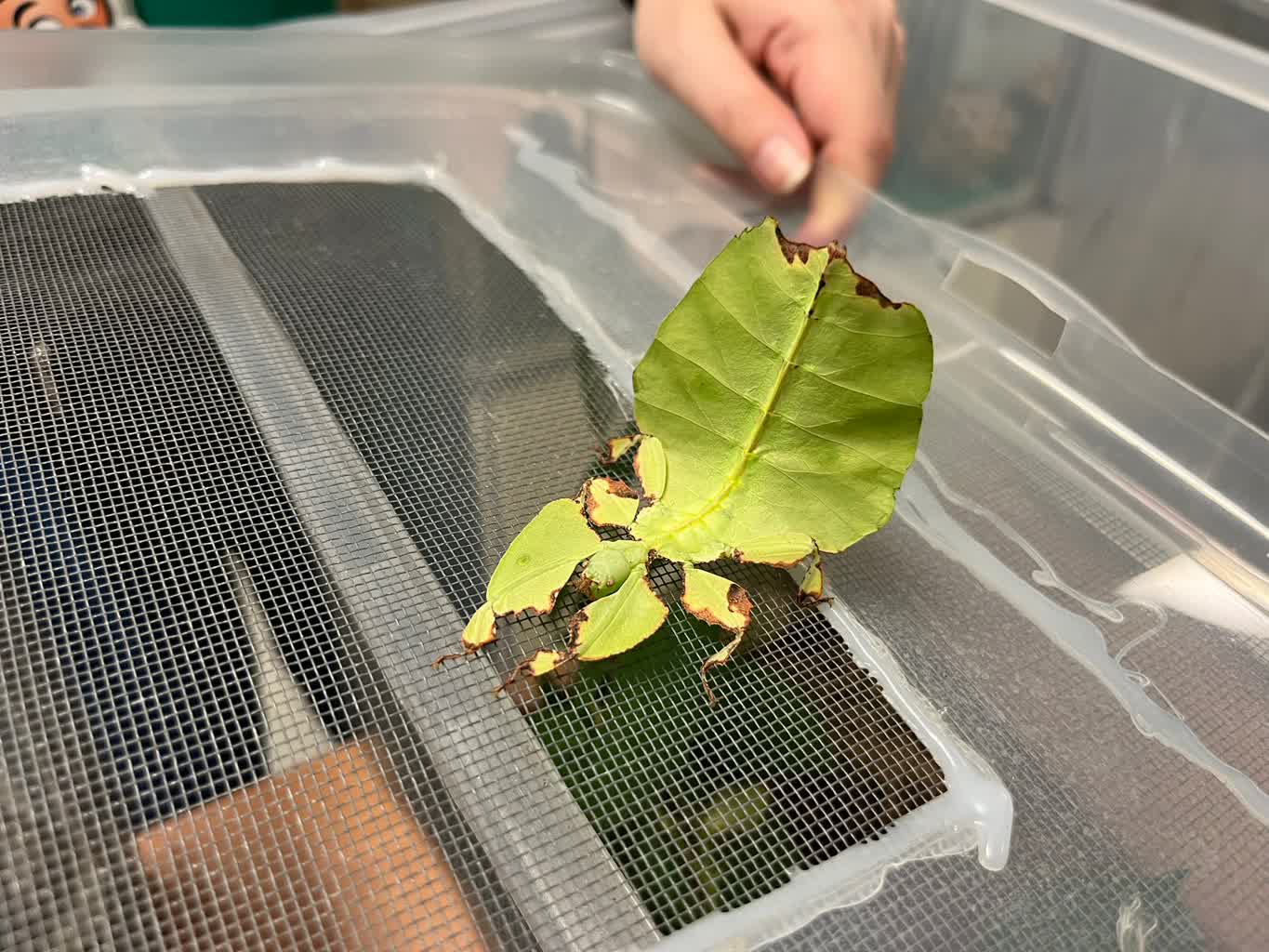 W Centrum Przyrodniczym trwa InsectDay Radio Zachód - Lubuskie