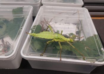 Targi terrarystyczne w Zielonej Górze [ZDJĘCIA] Radio Zachód - Lubuskie