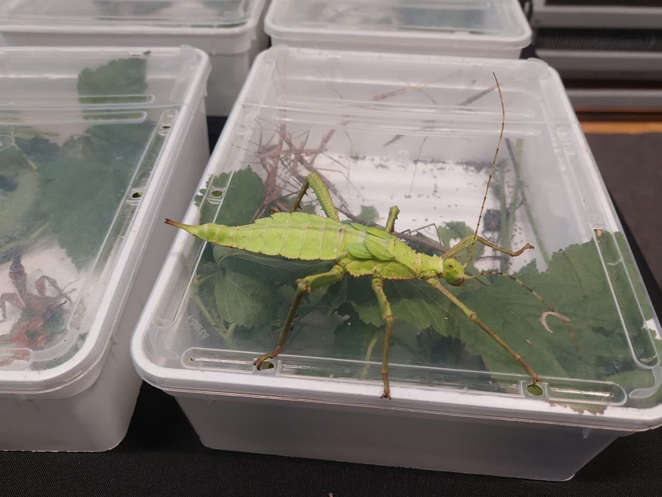 Targi terrarystyczne w Zielonej Górze [ZDJĘCIA] Radio Zachód - Lubuskie