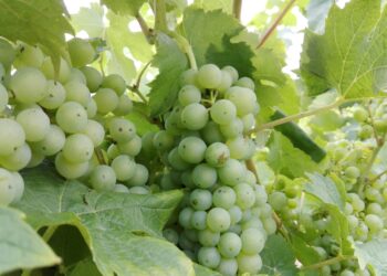 Izba Gospodarcza Lubuskich Winnic Radio Zachód - Lubuskie