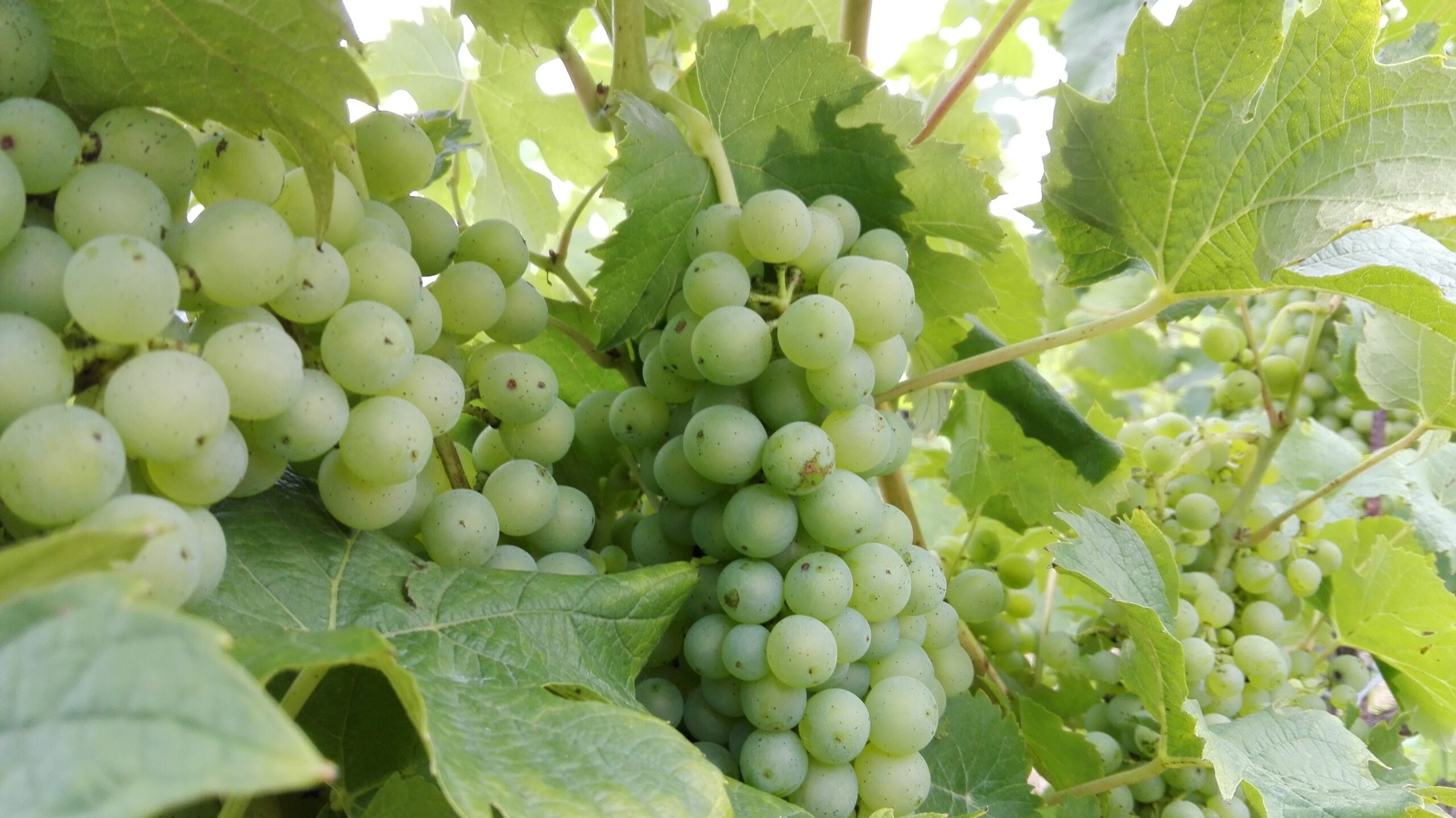 Izba Gospodarcza Lubuskich Winnic Radio Zachód - Lubuskie