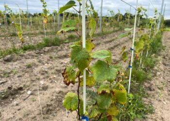 Trwają zbiory winogron na winnicach Radio Zachód - Lubuskie