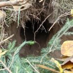 Fot. Podlaski Oddział Straży Granicznej/FB