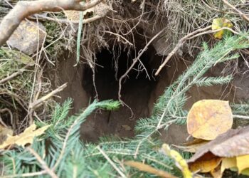 Straż Graniczna odkryła tunel na polsko-białoruskiej granicy 17 Fot. Podlaski Oddział Straży Granicznej/FB