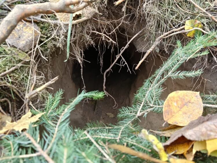 Straż Graniczna odkryła tunel na polsko-białoruskiej granicy 9 Fot. Podlaski Oddział Straży Granicznej/FB