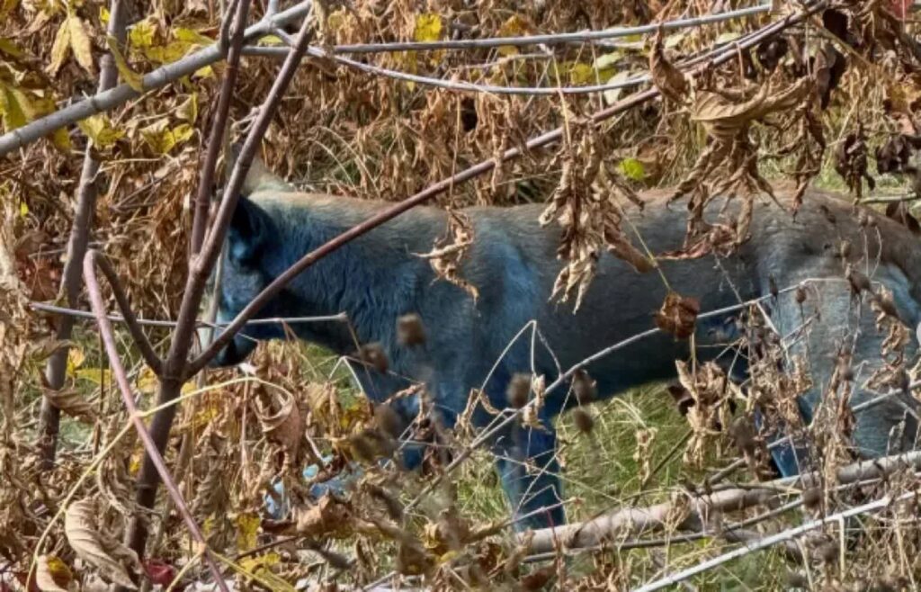 W regionie Czarnobyla pojawiły się psy z niebieską sierścią 3 Pies z niebieską sierścią w regionie Czarnobyla Fot. Instagram/cleanfuturesfund