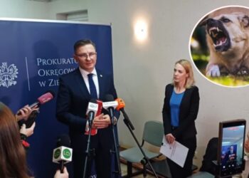 Pogryzienie przez psy w Raculi. Co robi prokuratura? Radio Zachód - Lubuskie
