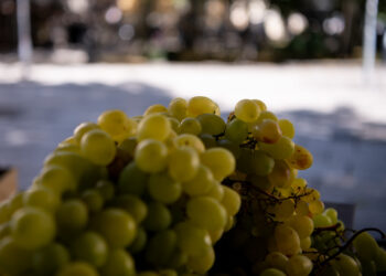 Czy Zielona Góra i Lubuskie mają atrakcyjny szlak dla enoturystów? Radio Zachód - Lubuskie