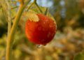 Fot. Pixabay