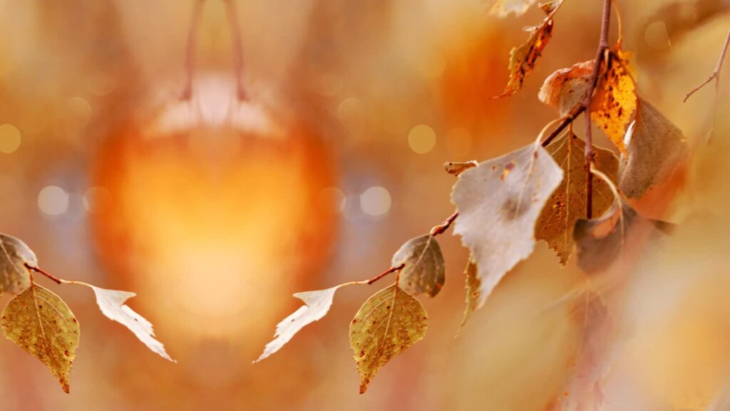 Bez deszczu, ale z chłodem - pogoda na Wszystkich Świętych i Zaduszki 2 Fot. Pixabay