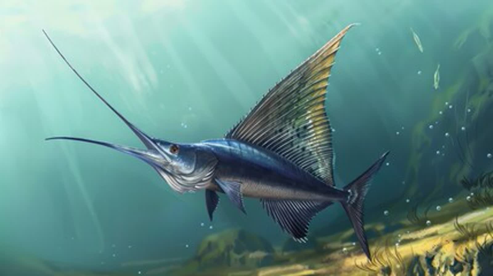 Żaglica 12 zaglica pływa.jpg