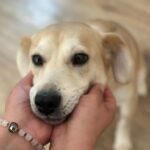 Bestaro. Pomaganie zwierzętom fot. Fundacja Bestaro