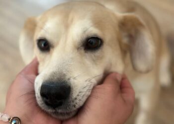 Bestaro. Pomaganie zwierzętom fot. Fundacja Bestaro