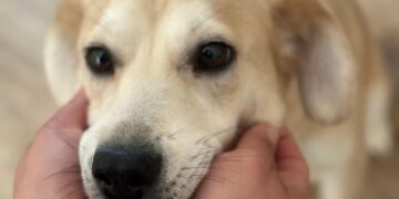 Nocna opieka. Bestaro leczy zwierzęta. 13 Bestaro. Pomaganie zwierzętom fot. Fundacja Bestaro