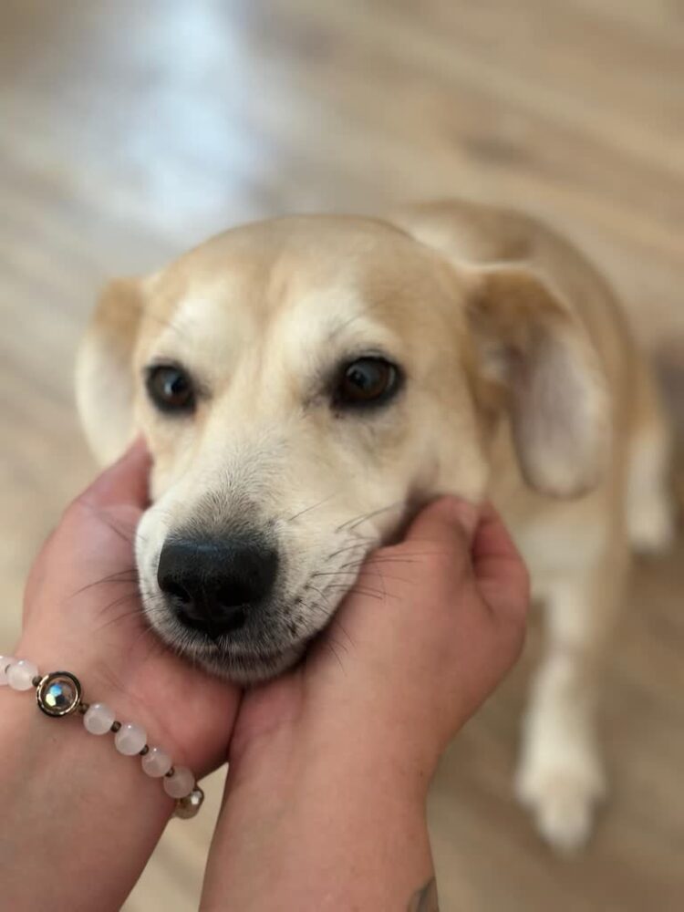 Bestaro. Pomaganie zwierzętom fot. Fundacja Bestaro