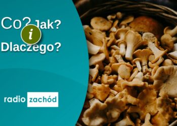 Jak bezpiecznie zbierać grzyby? Radio Zachód - Lubuskie
