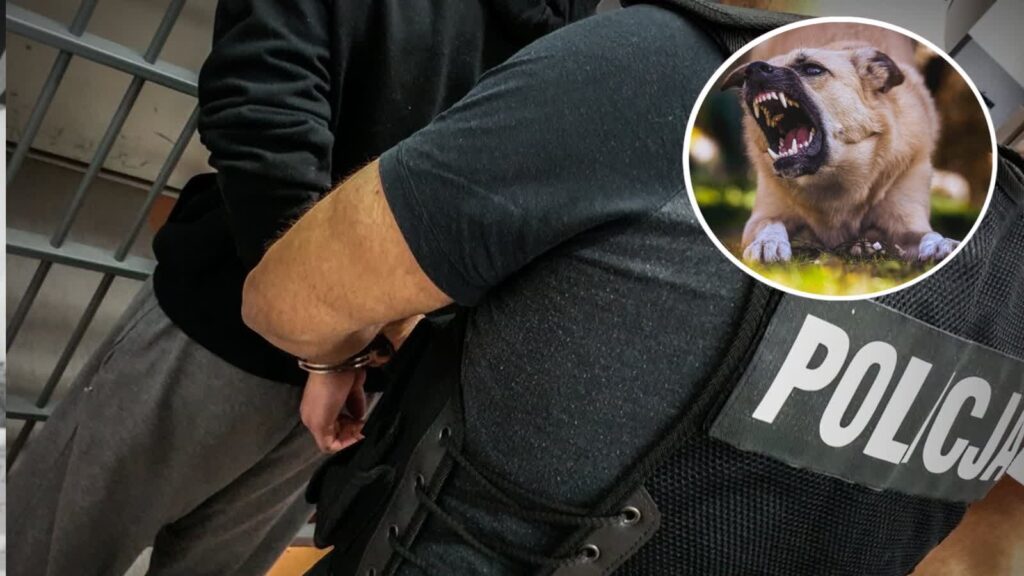 Zdjęcie ilustracyjne. Fot. Lubuska Policja i Pixabay