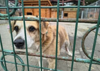 Podaruj ciepły kąt na zimę Radio Zachód - Lubuskie