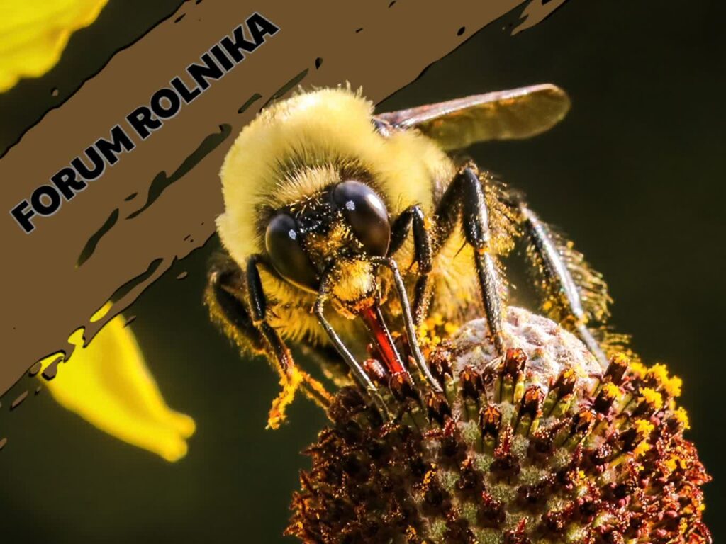 Forum Rolnika #11: Wsparcie w sektorze pszczelarskim 2 Forum Rolnika #11: Wsparcie w sektorze pszczelarskim Radio Zachód - Lubuskie