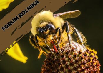 Forum Rolnika #11: Wsparcie w sektorze pszczelarskim Radio Zachód - Lubuskie