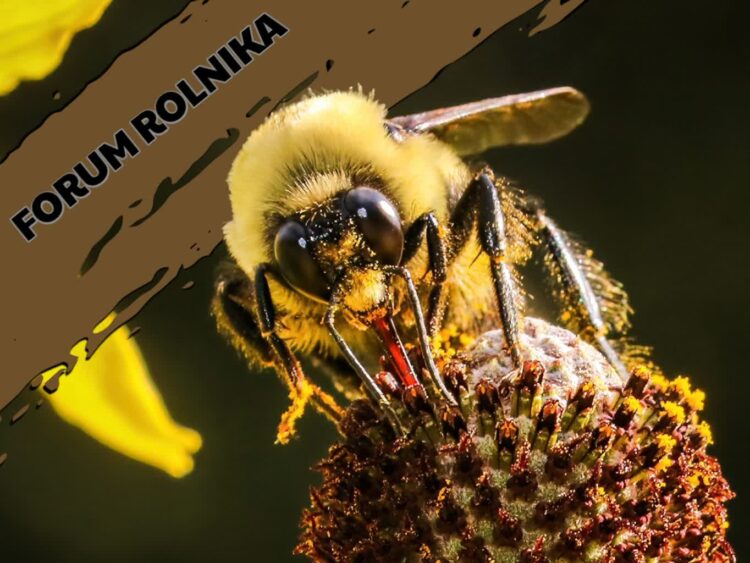 Forum Rolnika #11: Wsparcie w sektorze pszczelarskim Radio Zachód - Lubuskie