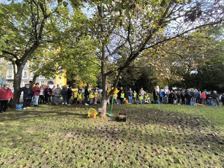 Żonkile Nadziei znów zakwitną w Gorzowie Radio Zachód - Lubuskie