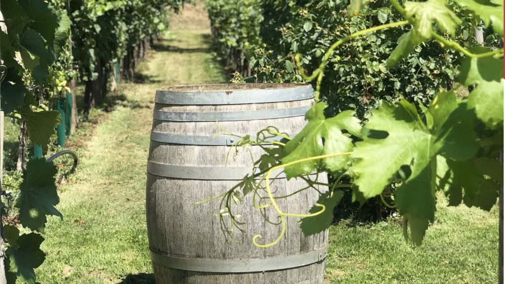 Rośnie zainteresowanie winiarstwem w Polsce 3 Zdjęcie ilustracyjne. Fot. Pixabay