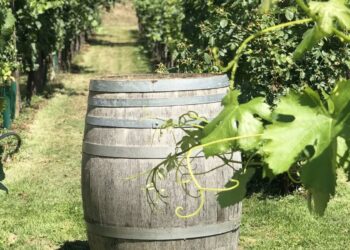 Zdjęcie ilustracyjne. Fot. Pixabay