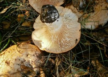 Bezpieczne grzybobranie. Sanepid pomaga sprawdzić zbiory 15 Bezpieczne grzybobranie. Sanepid pomaga sprawdzić zbiory Radio Zachód - Lubuskie